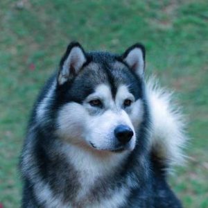 Leia mais sobre o artigo MALAMUTE DO ALASCA – ICE RIDE – ARTIUM 10
